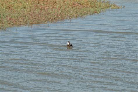 Ruddy Duck – morris.cloud