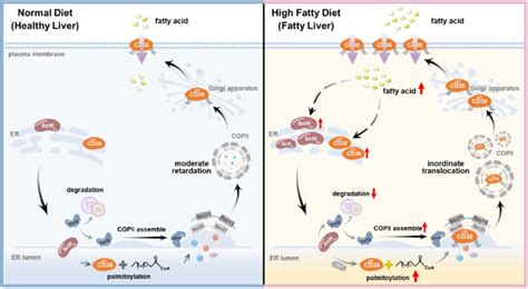 Schematic Diagram Of The Role Of SelK In Hepatic Steatosis The