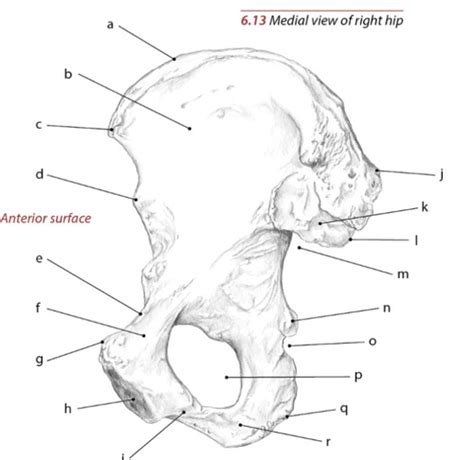 Medial View Of Right Hip Flashcards Quizlet