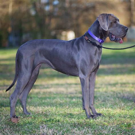 American Versus European Great Danes Is There A Difference Doggie Hq