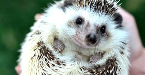 common hedgehog adoption misconceptions debunked hedgehog love