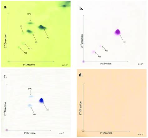 Two Dimensional Thin Layer Chromatograms Of The Polar Lipids From