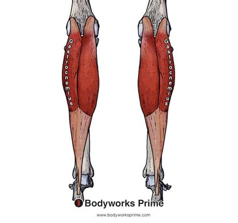 Gastrocnemius Muscle Origin And Insertion