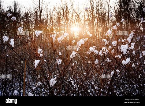 Setting Sun Shining Through Branches Of Bare Trees In Winter Forest