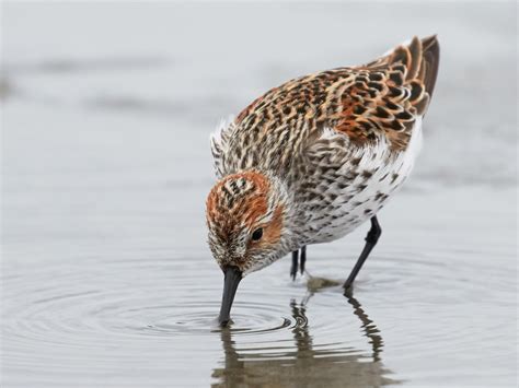 Western Sandpiper Ebird