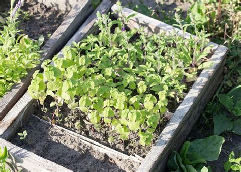 Le jardinage au carré une technique de jardinage simplifiée pour