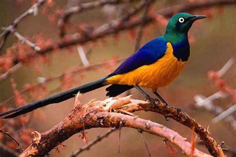 Day Bird Watching Adventure Safari In Rwanda Africa Green Travelers