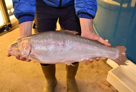 駿河湾の地下海水で陸上養殖した「三保サーモン」 新たな名産として期待：東京新聞デジタル