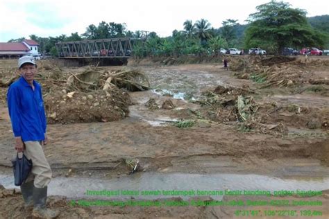 245 Hektare Sawah Di Lebak Terdampak Banjir Bandang ANTARA News