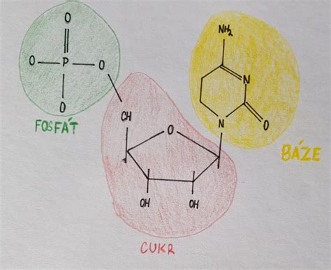 Obecná mikrobiologie I