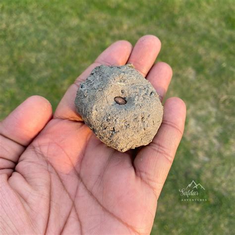 How Seed Balls Can Transform Your Resorts Corporate Responsibility