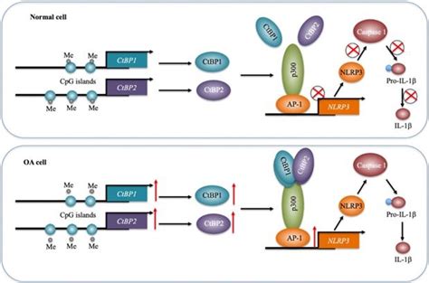 Dna Methylation Is Involved In The Pathogenesis Of Osteoarthritis By