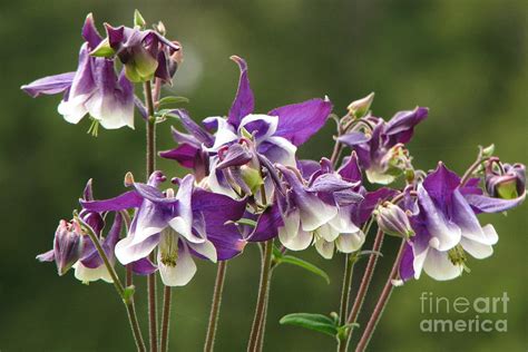 Columbine Display Photograph By Frank Townsley Fine Art America