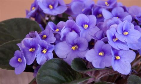 La Belleza Y El Cuidado De La Flor Morada Todo Lo Que Debes Saber