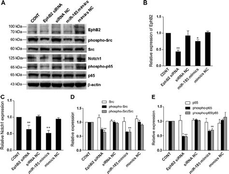 Reduction Of Ephb Inhibited The Activation Of Nf B Src And