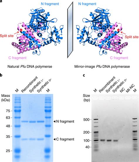 Synthetic Natural And Mirror Image Pfu Dna Polymerases A The Structure Download Scientific