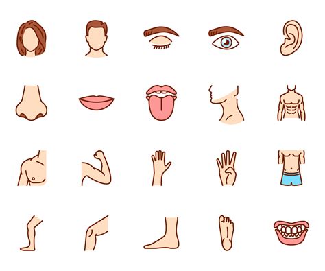 Human Body Parts Line And Colour Icons GraphicsFuel