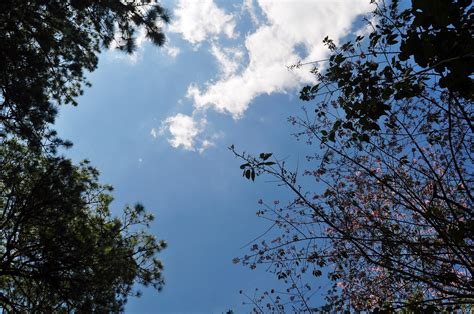 Free Images Tree Nature Branch Cloud Sky Sunlight Leaf Flower