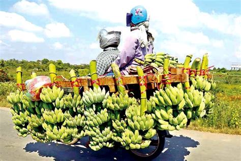 Conomie Les Exportations Agricoles Du Cambodge Rapportent