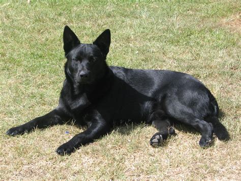 Black Australian Kelpie Dog Photo And Wallpaper Beautiful Black