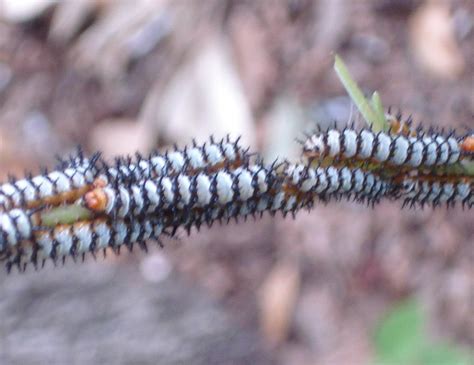 Common Caterpillars — Texas Insect Identification Tools