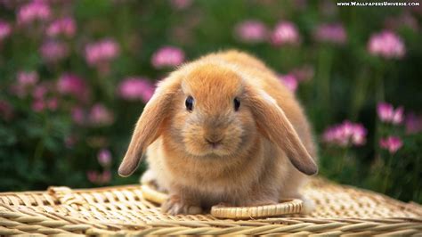 Cute Easter Bunny Wallpaper 58 Images