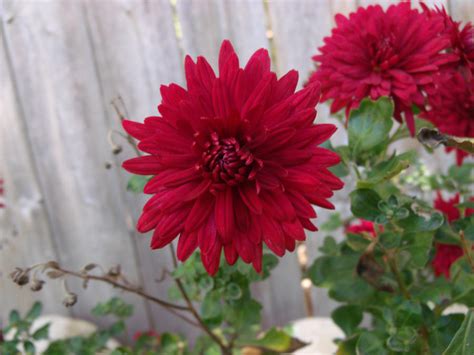 Deep Red Flowers 2 by Ablebaker on DeviantArt