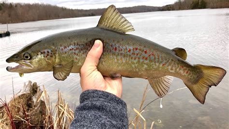 Fishing For Landlocked Atlantic Salmon And Trout In New Jersey YouTube