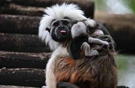 PHOTOS: Critically Endangered Baby Cotton-Top Tamarin Monkey Triplets ...