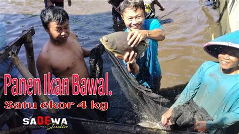 PANEN IKAN BAWAL SATU EKOR 4 Gk Matap YouTube