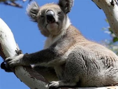 Australia mata cientos de koalas por sobrepoblación Igualdad Animal