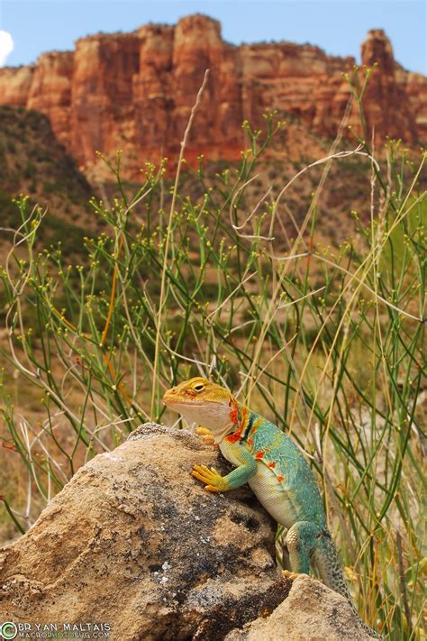 Eastern Collared Lizard Female