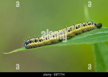 Eine Raupe eines Schmetterlings großer Kohlweißling Pieris Brassicae