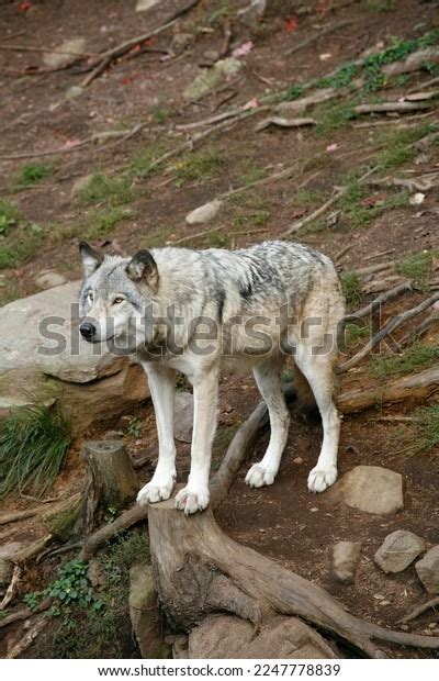 Grey Wolf Their Natural Habitat Stock Photo 2247778839 | Shutterstock