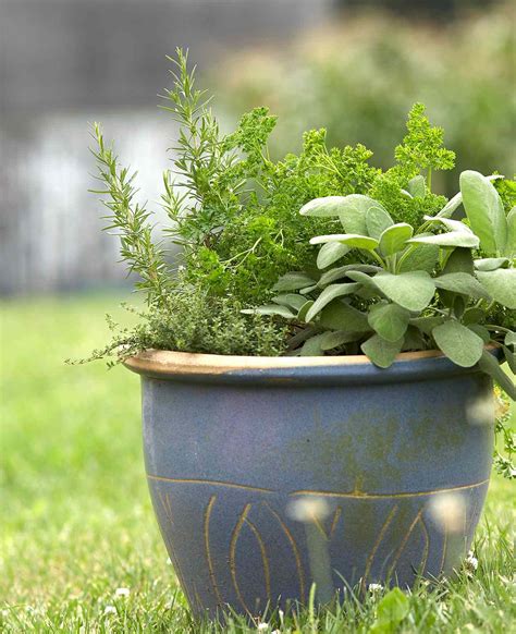 Grow These 13 Herbs In Pots For A Fragrant Garden Almost Anywhere