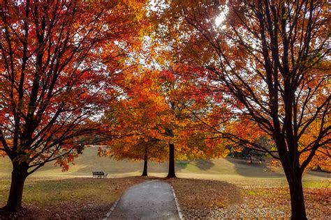 Piedmont Park Fall Foliage Piedmont Park Conservancy Inc