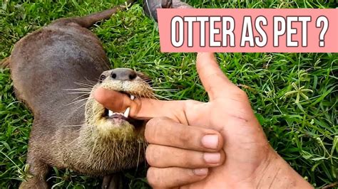 Do Otter Makes Good Pet? - YouTube