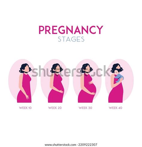 Pregnancy Stages Trimesters Birth Pregnant Woman Stock Vector (Royalty ...