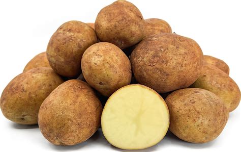 Sebago Potatoes Information And Facts