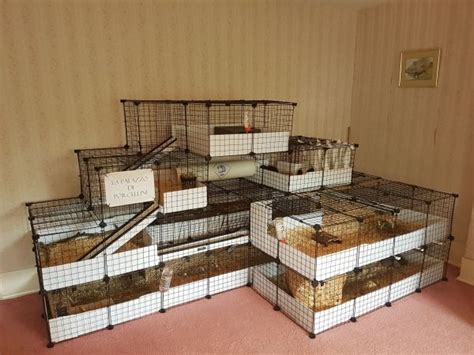 White C C Cages For Guinea Pigs Artofit