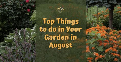 Top Things To Do In Your Garden In August Chippewa Valley Growers