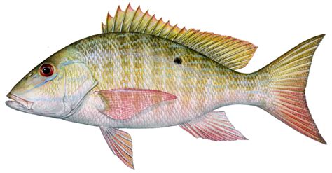 Mutton Snapper Gulf Of Mexico Fishery Management Council