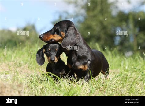 Perro Teckel Teckel Shorthaired Dackel Adulto Y Cachorro Negro Y