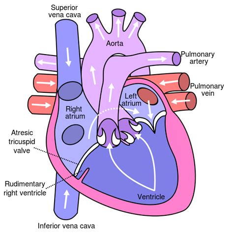 Difference Between Bicuspid Valve And Tricuspid Valve Compare The Difference Between Similar Terms