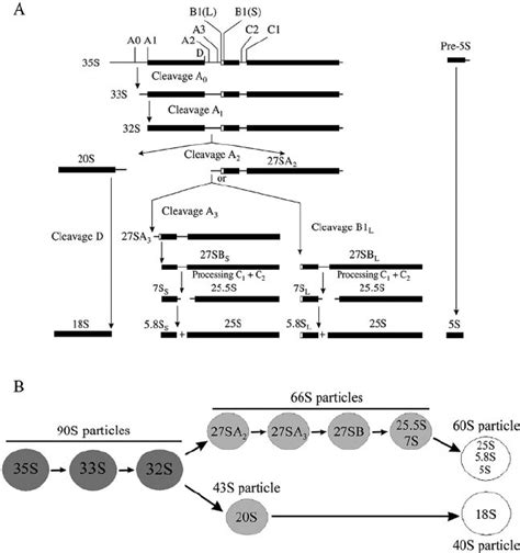 Pre Rrna Processing And Pre Rrnp Maturation Pathway In Saccharomyces