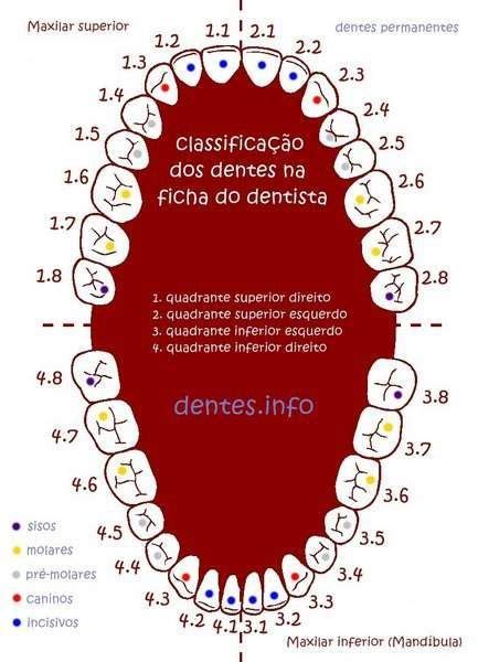 Odontograma Numeração Dos Dentes Saúde Bucal Nomenclatura Dos Dentes