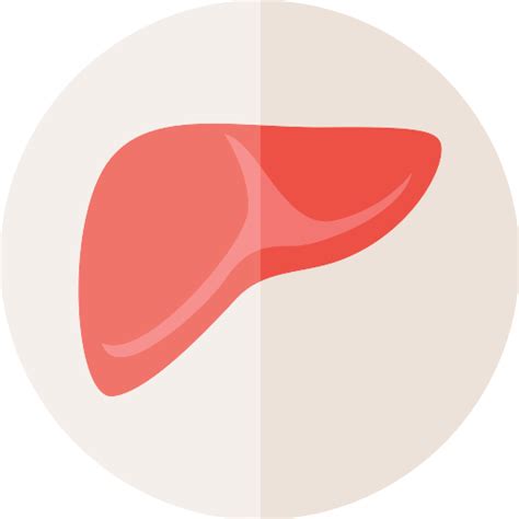 Liver Vector SVG Icon PNG Repo Free PNG Icons