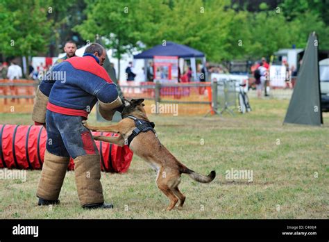 Are Belgian Malinois Protective