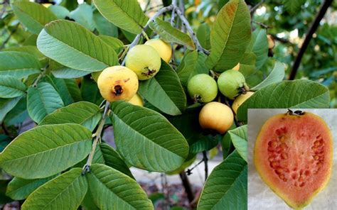 Tropical Guava Psidium Guajava Seeds Fair Dinkum Seeds