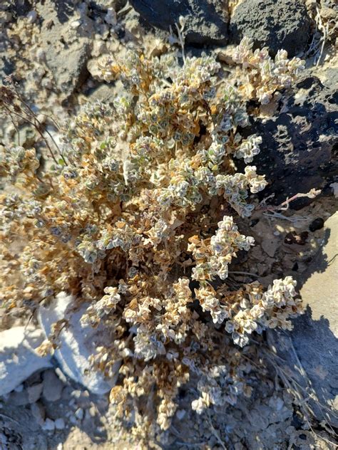 Sonoran saltbush from Mulegé B C S México on June 10 2023 at 07 48